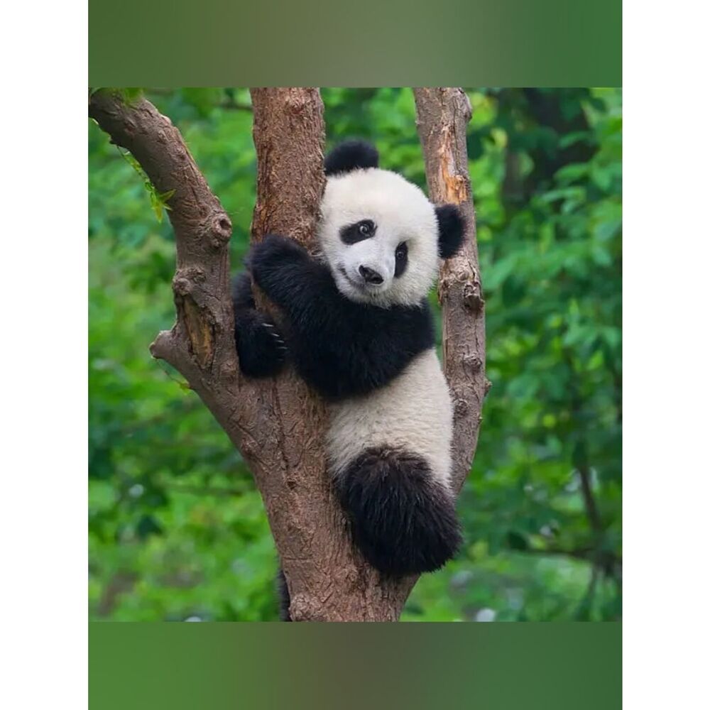 Custom Fridge Magnet Baby Panda Home Kitchen Decor